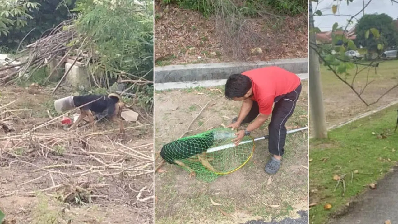 Heroik, Komunitas Ini Lakukan Aksi Penyelamatan Anjing Liar