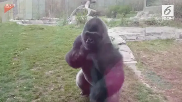 Seekor gorila mampu hancurkan kaca pengaman di sebuah kebun binatang dan membuat para pengunjung panik.