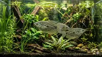 Cara Ternak Ikan Sepat di Galon Bekas untuk Pemula, Praktis Tak Makan Tempat