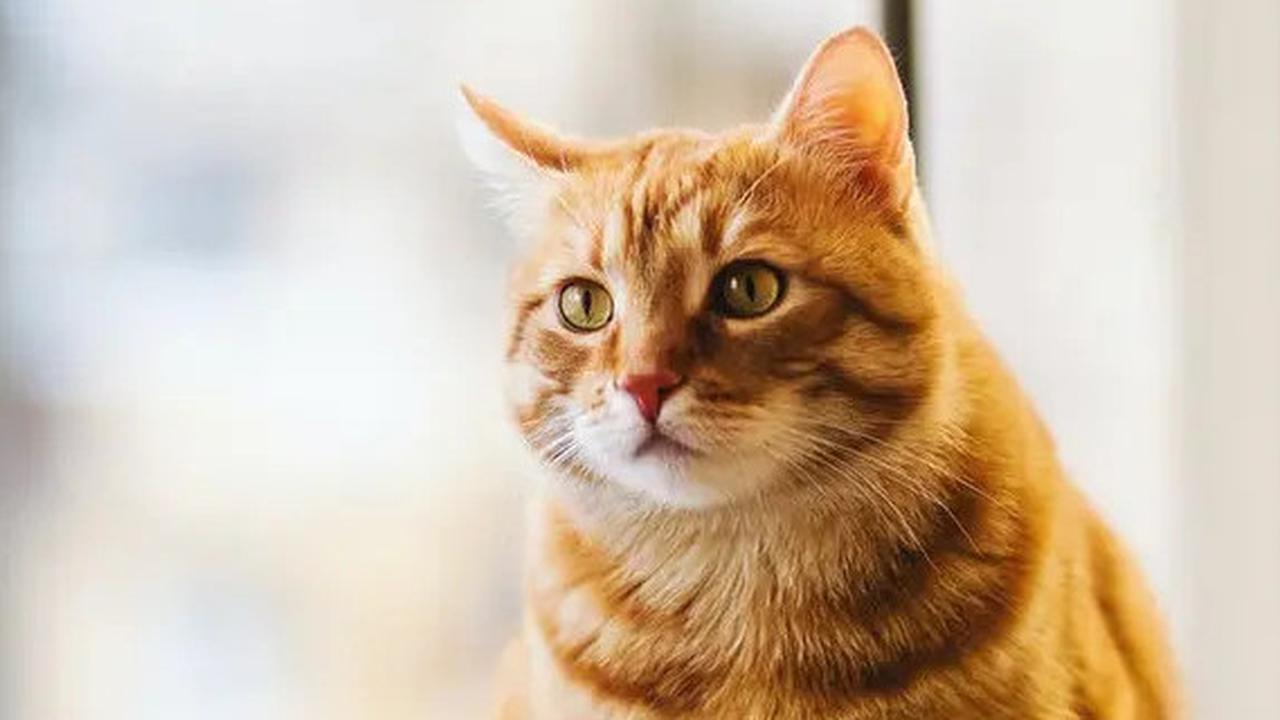 Cara Merawat Kucing Setelah Steril agar Cepat Pulih, Ikuti Langkahnya