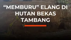 Di Indonesia, Elang Bondol merupakan satwa berstatus dilindungi karena populasinya yang semakin langka akibat kerusakan alam. Tapi di lahan tambang nikel Pulau Obi, Halmahera Selatan, Elang Bondol itu kini mudah ditemui. 

Semua berawal dari program reklamasi lahan bekas galian tambang yang dilak...