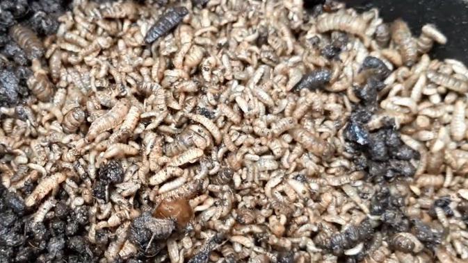 Cara Santri Cilacap Manfaatkan Maggot Bsf Untuk Pakan Ikan Dan