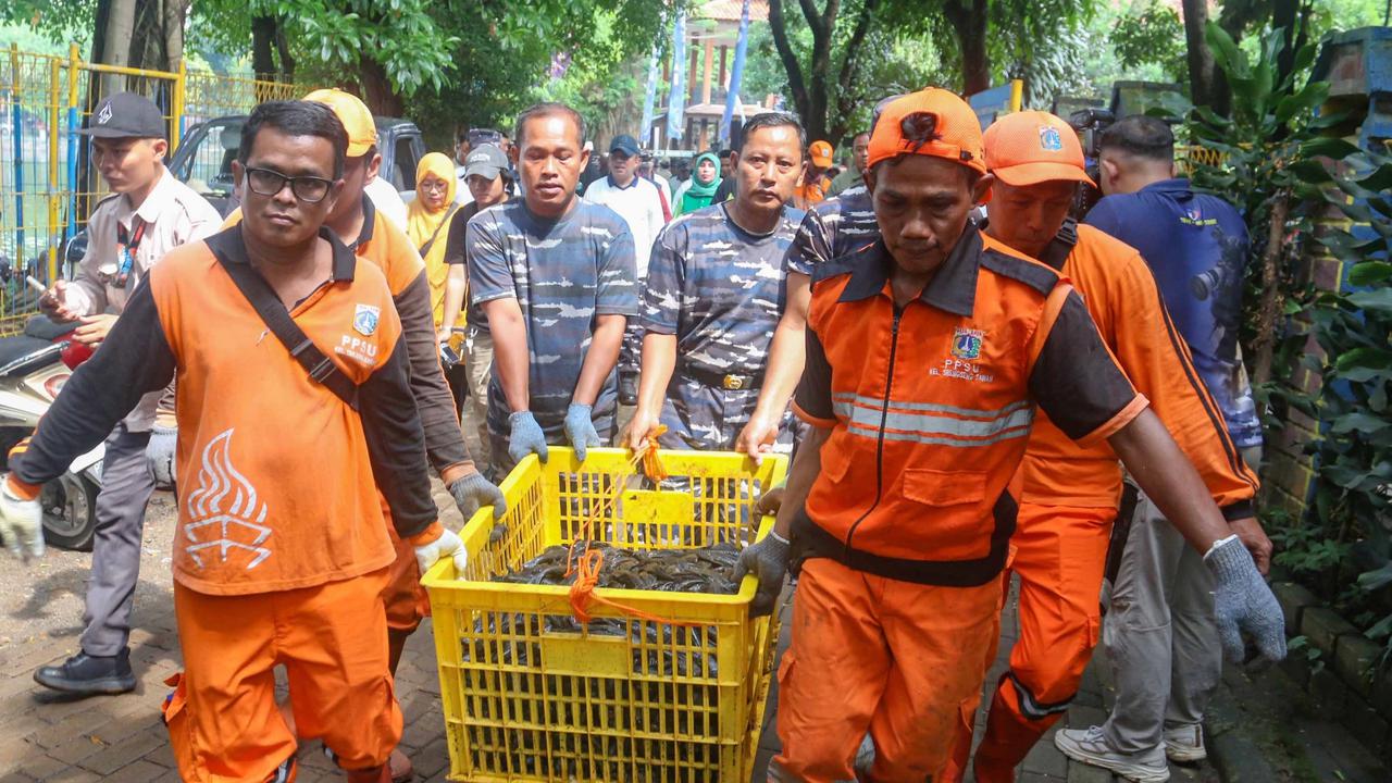 FOTO: TNI AL Bantu  Memusnahkan Ikan Sapu Sapu di Setu babakan