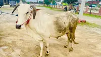 Komplotan Maling Sapi Beraksi di Lampung, Baru Kabur 1,5 Km Keburu Ketahuan Warga