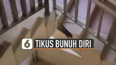 Seekor tikus terjun hingga menghantam lantai dasar dan tidak bangun.