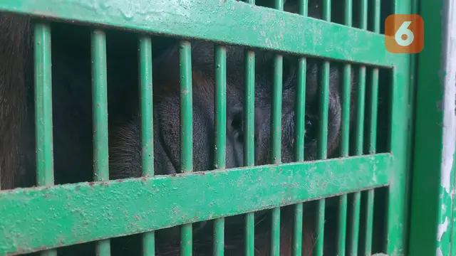 Orang utan di kandang transit