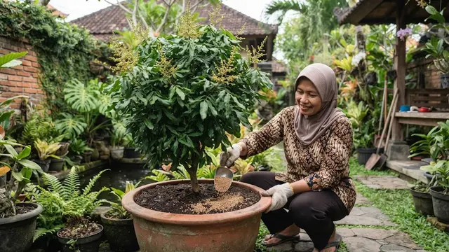 Memberikan Nutrisi atau Pupuk Booster Pohon Kelengkeng