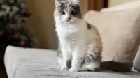 10 Tips for a Healthy, Shiny Cat Coat: The Complete Care Guide