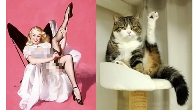 6 Gaya Kucing Berpose Layaknya Model Ini Bikin Geleng Kepala