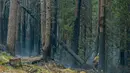 <p>Seorang petugas pemadam kebakaran menebang pohon hangus saat ia bekerja untuk menahan api Cedar Creek di sebelah timur Oakridge, Oregon, Senin (12/9/2022). Hampir 1.500 warga Oregon telah diperintahkan untuk mengungsi dari rumah mereka. (Photo by Dan Morrison/AFP)</p>