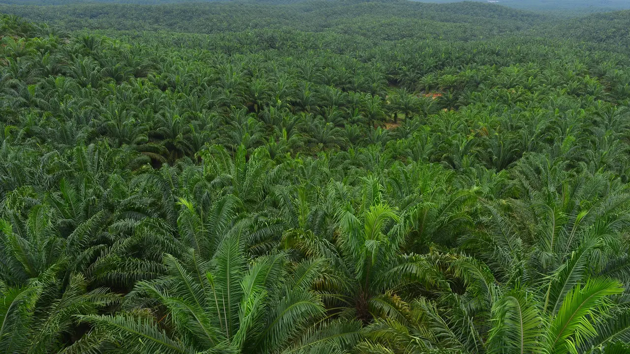 ISPO kembali menyerahkan sertifikat kepada 40 perusahaan kelapa sawit di Indonesia 5 diantaranya dikantongi anak perusahaan Astra Agro. (Foto: Astra Agro)