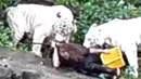 Manajemen Taman Safari Indonesia, Bogor, Jawa Barat dituntut bertanggungjawab penuh atas peristiwa yang menimpa seorang pegawai kebersihan, Junaedi (32). Ia meregang nyawa akibat diterkam harimau Sumatera pada Jumat (17/8/2012) (Istimewa)