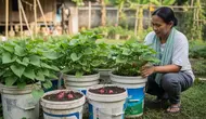 Cara Menanam Ubi Jalar dengan Batangnya: Panduan Lengkap dari Stek hingga Panen