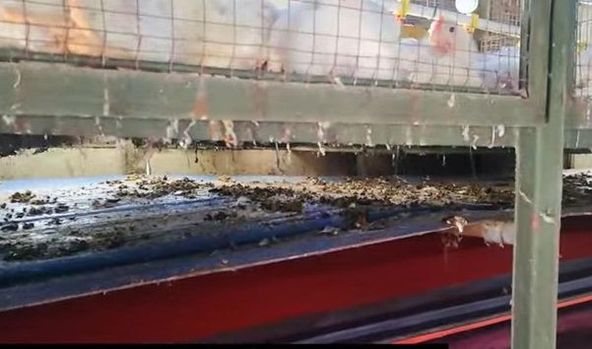 Di setiap kandang ayam juga dilengkapi dengan teknologi conveyor yang bisa membuat kotoran ayam dibersihkan secara otomatis.