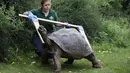 Seekor kura-kura Galapagos diukur selama sesi pemotretan penimbangan tahunan di Kebun Binatang London, Kamis (26/8/2021). Pengukuran tinggi dan berat badan ini untuk mengetahui kesejahteraan dan kesuburan hewan. (Tolga Akmen / AFP)