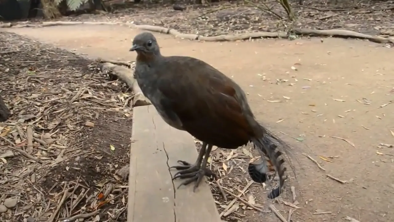 Tiruan Suara Star Wars oleh Burung 