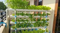 9 Desain Kebun Sayur Pakai Pipa untuk Rumah Minimalis, Hemat Lahan dan Estetik
