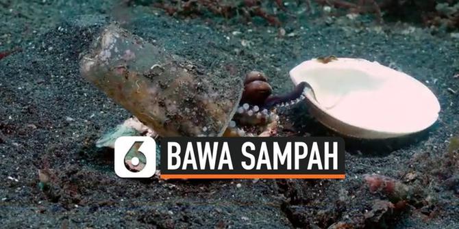 VIDEO: Rekaman Bayi Gurita Bawa Sampah Gelas Plastik di Laut