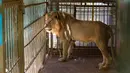 Seekor singa malnutrisi berjalan dalam kandangnya di Taman Al-Qureshi, ibu Kota Sudan di Khartoum pada 19 Januari 2020. Singa-singa Afrika diklafisikasikan sebagai spesies 'rentan' oleh badan konservasi internasional, International Union for Conservation of Nature. (ASHRAF SHAZLY/AFP)