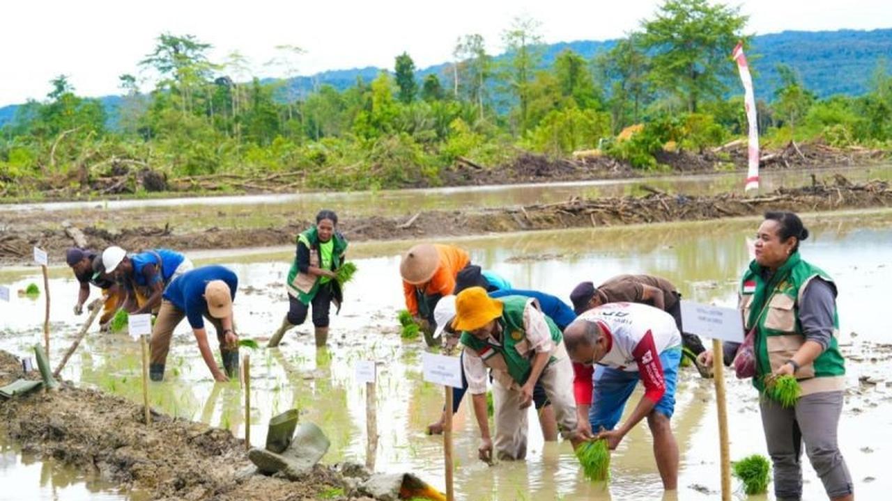 Pemprov Papua Genjot Swasembada Padi untuk Dongkrak NTP Petani