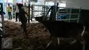Dengan adanya kapal khusus pengangkut hewan ternak, diharapkan pasokan hewan ternak ke kota-kota besar akan lebih lancar. Jika pasokan hewan ternak lancar, maka harga daging pun bisa lebih murah, Jakarta, Jumat (11/12/2015). (Liputan6.com/Faizal Fanani)