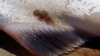 Kutu Laut yang menyerang ikan. (Sumber Foto: nbc6)