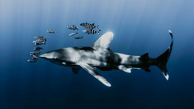 Ocean Whitetip Shark