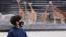 Seorang anak laki-laki melihat jerapah di Taman Zoologi Paris, Bois de Vincennes, Paris, Prancis, Selasa (9/6/2020). Taman Zoologi Paris kembali dibuka setelah hampir tiga bulan tutup saat Prancis melonggarkan lockdown untuk mencegah penyebaran COVID-19. (Xinhua/Gao Jing)