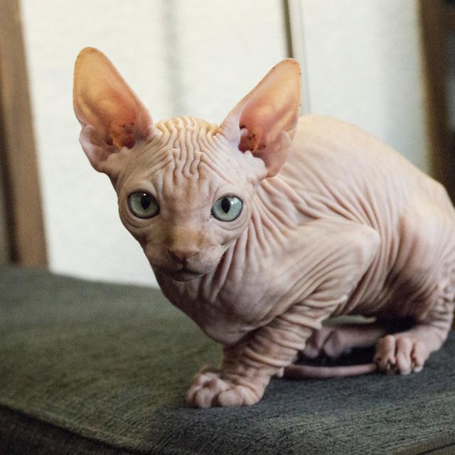 Kucing Sphynx, Jenis Kucing Tidak Berbulu yang Mahal Harganya - Hot  Liputan6.com