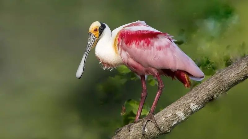 32 Burung yang Memiliki Warna Paling Indah di Dunia