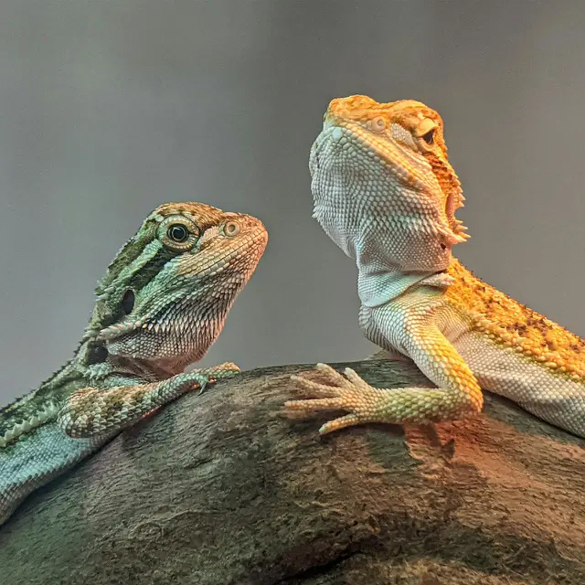 Bearded Dragon
