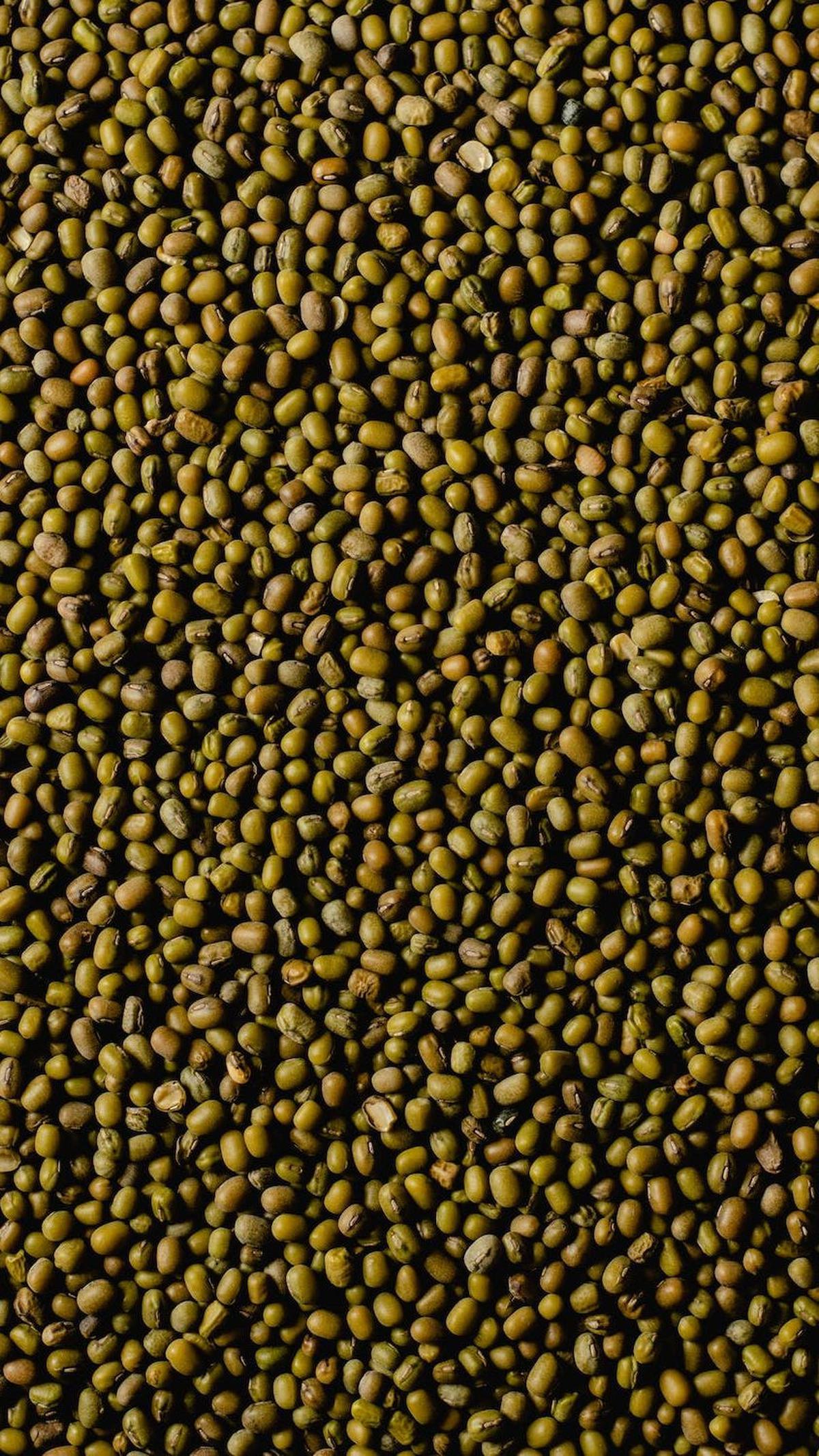 5.&nbsp;Meningkatkan Sel Darah Merah pada Ibu Hamil: Kandungan folat dalam kacang hijau membantu produksi sel darah merah, mencegah kekurangan darah saat melahirkan.