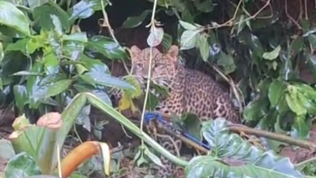 Macan Tutul Terjerat Perangkap Babi di Gunung Mas Bogor, Kronologi Lengkap