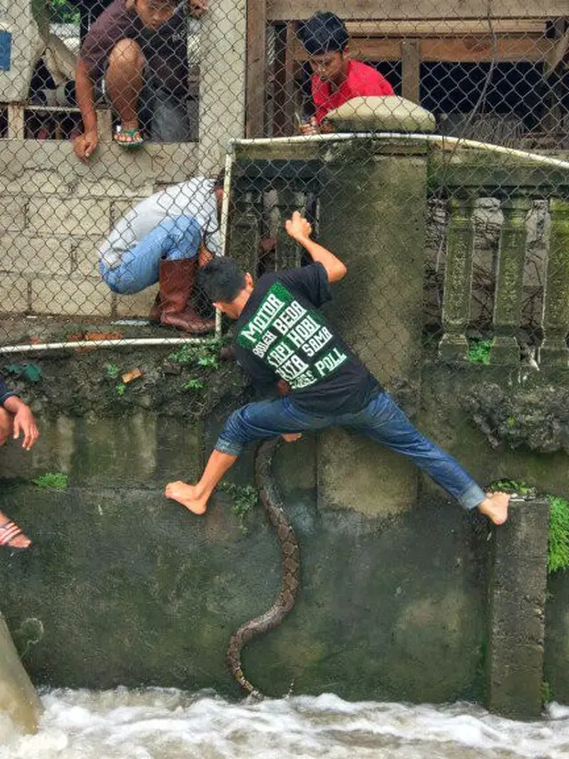 6 Potret Ular Ada di Pagar Rumah Ini Bikin Syok, Dikira Patung