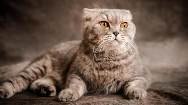 Scottish Fold