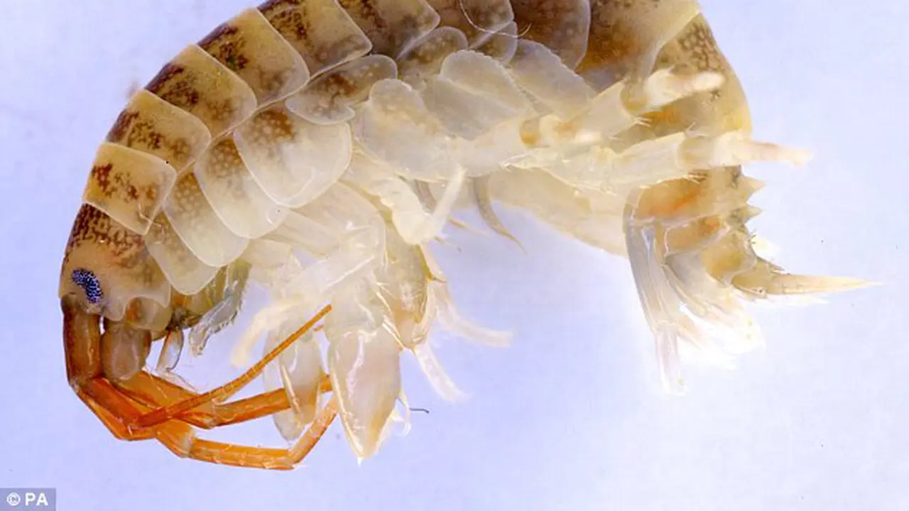 Parasit Ini Bikin Udang di Irlandia Jadi Kanibal