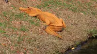 Foto penampakan aligator berwarna oranye yang dipotret oleh Stephen Tantum di Florida - AP