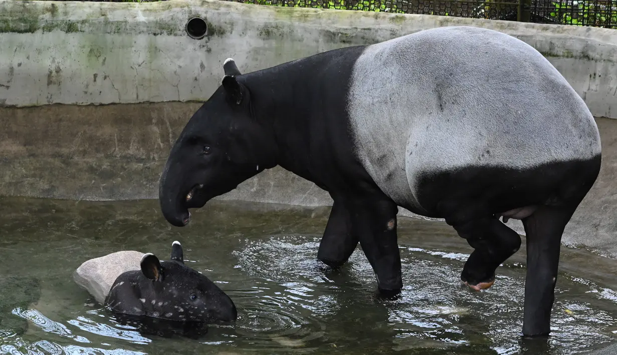 Tapir Malaya bersama anaknya bernama Sutera bermain di kolam renang di taman Night Safari di Singapura (7/10/2019). Tapir Betis yang terancam punah, lahir 25 Juli 2019 adalah generasi keempat dari tapir Malaya yang lahir di taman margasatwa malam pertama di dunia. (AFP Photo/Roslan Rahman)