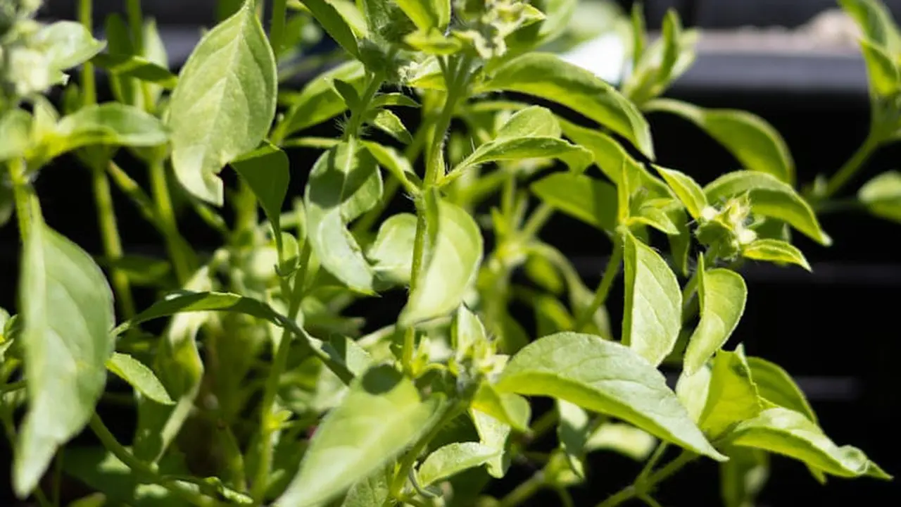 Menanam Kemangi di Rumah, Herbal Serbaguna yang Mudah Dirawat