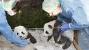 Dua anak panda "Meng Yuan" (kiri) dan "Meng Xiang" diperlihatkan kepada media setelah mereka diberi nama di kebun binatang Zoologischer Garten di Berlin (9/12/2019). "Meng Yuan" dan "Meng Xiang"  merupakan anak panda raksasa Meng Meng dan Jiao Qing. (AFP/Odd Andersen)