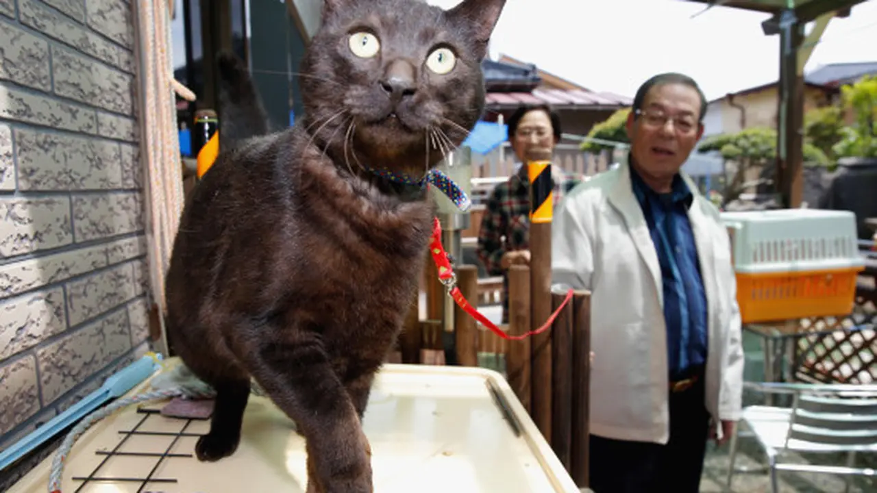 Hilang Saat Tsunami Jepang 2011, Ajaib Kucing Hitam Ini Ditemukan