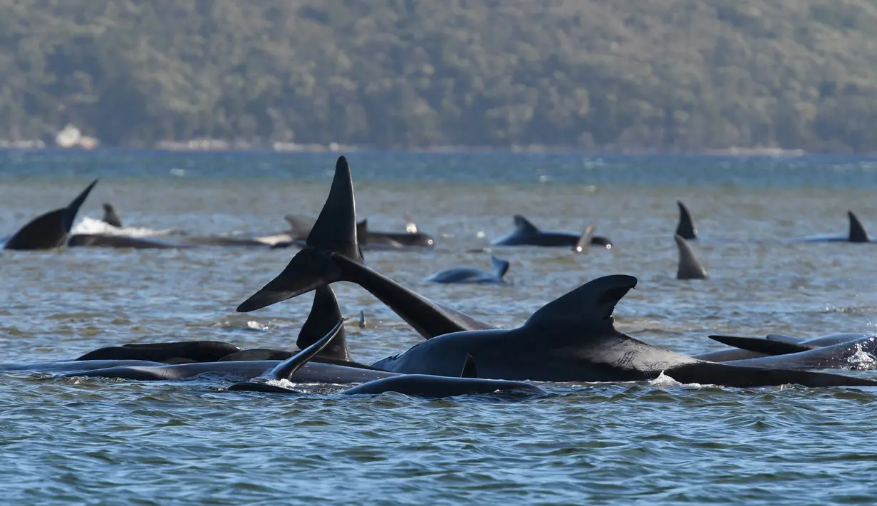 Kawanan paus pilot yang terdampar di perairan Pelabuhan Macquarie, Tasmania, Australia (21/09/2020). Para ilmuwan mengatakan dua kawanan besar paus pilot bersirip panjang terjebak di sandbar di Pelabuhan Macquarie, di pantai barat Tasmania yang sedikti penduduk. (AFP/Pool)