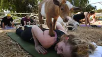 Seorang anak kambing menaiki tubuh peserta kelas "Goat Yoga" atau Yoga Kambing di Thousand Oaks, California (4/6). Kambing-kambing ini terkadang juga menjilati wajah, hingga tidur bersama peserta di atas matras. (AFP Photo/Mark Ralston)