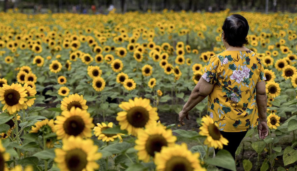 Seorang perempuan berjalan melalui ladang bunga matahari di Wachirabenchathat Park di Bangkok pada 20 Januari 2022. Bunga matahari yang bermekaran pada November hingga Januari menjadi daya tarik wisatawan. (Jack TAYLOR / AFP)
