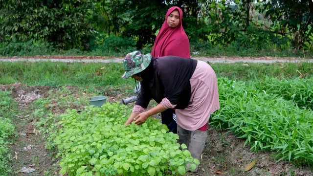 Mencicipi Sensasi Ajaib Buah Miracle dan Wisata di Desa Tamanmartani