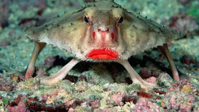 Memperkenalkan 7 Hewan Langka yang Jarang Sekali Terlihat