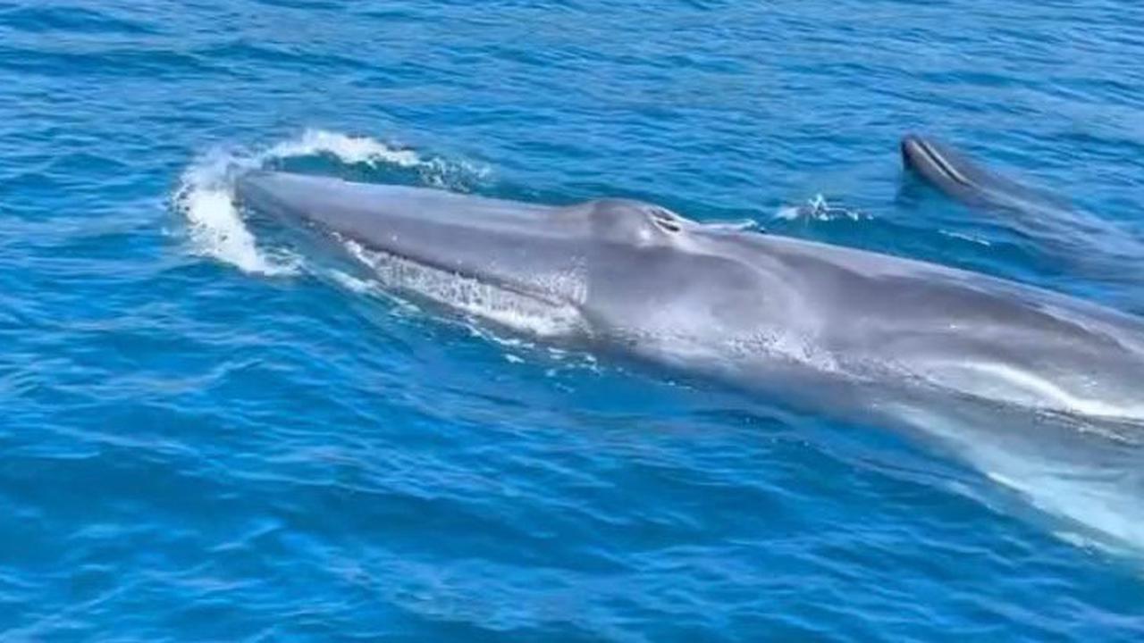 Momen Langka Tiga Paus Biru Muncul di Perairan Sabang, Pulau Rubiah Jadi Sorotan Wisata Dunia