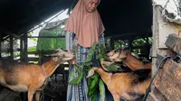 Kambing, Kehidupan, dan Perjuangan Perempuan Janda di Sekitar Gunung Palung