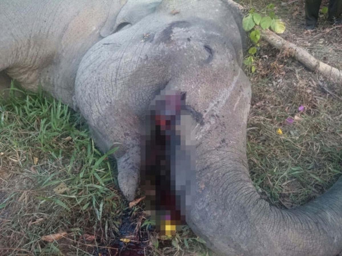 Ini kondisi mengenaskan gajah Yongki ditemukan mati tanpa gading