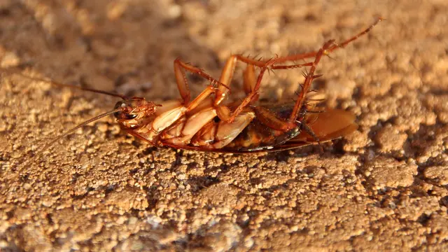 Cara Membasmi Kecoa di Kamar Mandi
